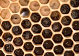 Great Photo Showing The Development Of Honey Bees From Eggs To Larvae Honeybees Beekeeping Bees Bee Keeping Bee Boxes Bee Hive Plans