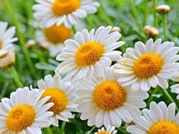 Check spelling or type a new query. Langage Et Signification Des Fleurs Marguerite