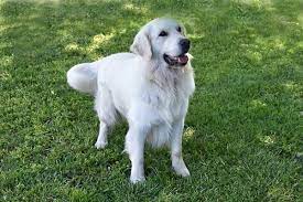 Find a white golden puppy in georgetown (northern california). Home