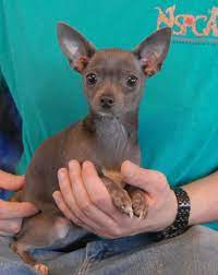 Pin By Nevada Spca On Nevada Spca Rescued Animals Sweet Dogs Chihuahua Animals