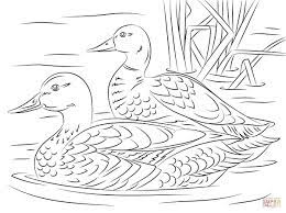 Get cozy and expand your home library with a large online selection of books at ebay.com. 22 Elegant Picture Of Duck Coloring Pages Davemelillo Com Bird Coloring Pages Bird Drawings Animal Coloring Pages