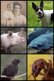 Watch the video to learn more about animal groups and what they eat. Omnivore Wikipedia
