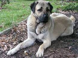 kangal panosundaki pin