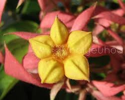 It debuted in 2006 at the chelsea. The 15 Most Beautiful Flowers In The World Most Beautiful Flowers Beautiful Flowers Flowers