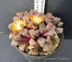 Image result for Xerophyta schlechteri