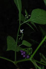 Image result for Solanum anguivi