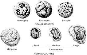 Moreover, leukocytes involve in both innate and adaptive immunity while lymphocytes involve only in adaptive immunity. Immature Leukocyte Definition Of Immature Leukocyte By Medical Dictionary