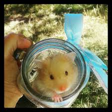 Repost Sun Sky The Hamster Ive Got Sunshine On A Cloudy Day Follow This Pawtner Hamsterlxver Hamsters Hams Hamster Life Hamster Animals