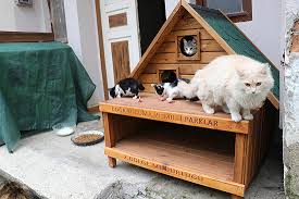 Kedi Ve Kopekler Kisi Ev Lerinde Gecirecek