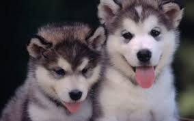 Maybe you would like to learn more about one of these? 50 Siberian Husky Hd Wallpapers Background Images