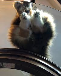 X 18.5t.imported.boxed weight, approximately 163 lbs. My Mom S Cat Loves Sitting On Her Glass Coffee Table Imgur