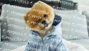 kopegi evde tek yalniz kalmaya alistirma pet okulu