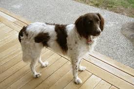 Small münsterländers bear a resemblance to both spaniels and setters but are mo. Small Munsterlander Pointer Akc Dog Breeds Wiki Fandom