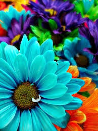 Pin On Flowers