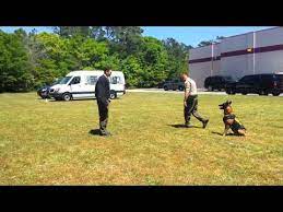Navy Seal Dogs Book Reports Dogs En Language Arts Memoir Mike Ritland Military Mwds Navy Seal Dogs Working Dogs Glogster Edu Interactive Multimedia Posters
