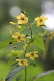 Image result for Lysimachia