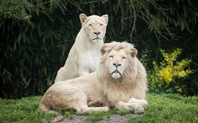 A desktop wallpaper is highly customizable, and you can give yours a personal touch by adding your images (including your photos from a camera) or download beautiful pictures from the internet. White Lion 1080p 2k 4k 5k Hd Wallpapers Free Download Wallpaper Flare