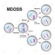 Diagram Of A Meiosis Wiring Diagrams