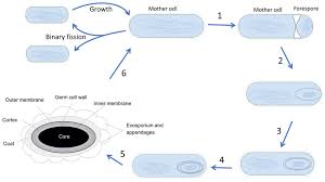 Image result for Clostridium