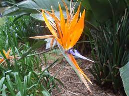 How To Grow Bird Of Paradise Birds Of Paradise Beautiful Gardens Garden Bbq