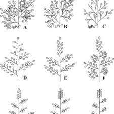 Image result for Brachyachne patentiflora