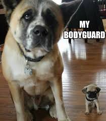 Funny Pug Dog Meme Pun Lol Funny Animals Pugs Funny Funny Dogs