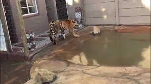 Diego and Kito playing part 2