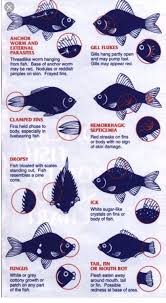 Fish Diseases Pet Fish Betta Fish Care Aquarium Fish
