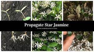 Hardwood cutting is best done with hardy outdoor varieties of jasmine between late autumn and winter but the best time is just after leaf. Propagating Star Jasmine Trachelospermum Everydaywits