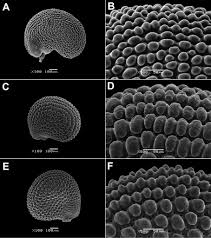 Image result for Hypertelis bowkeriana