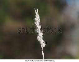 Image result for Enneapogon