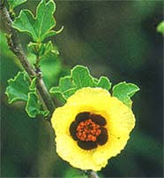 Image result for Cienfuegosia digitata