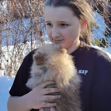 Where can I find a teacup Pomeranian dog?