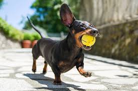 If your dog looks like she has a unibrow, frida (khalo) would be a funny dog name. Boy Dog Names 260 Names For Male Dogs Daily Paws