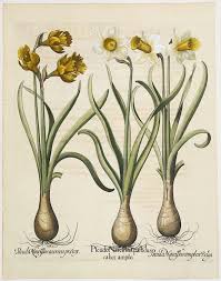 Daffodils Vintage Botanical Prints Botanical Prints Botanical Illustration Vintage