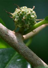 Image result for Maclura africana