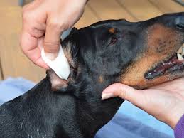 Ensure proper ear care for your loyal companion by regularly inspecting and cleaning its ears how should i clean my dog's ears if he has broken his skin from scratching? How To Clean Your Dog S Ears At Home