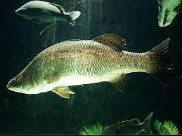 Fish, lauk, garoupa, sauk ikan, ikan duri, ikan bakar, ikan lumek, umpan ikan. Barramundi Malay Meaning Of Barramundi