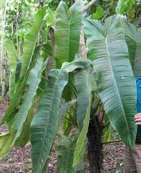 Philodendron Sharoniae Nse Tropicals Plants Philodendron Plant Diseases