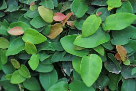 Image result for ficus pumila
