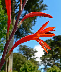 Maybe you would like to learn more about one of these? Watsonia Plant Wikipedia