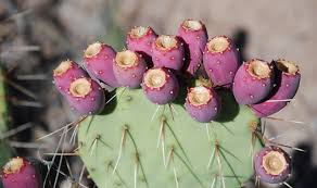 The prickly pear, like most other plants, eats through photosynthesis and drinks water. Ancestral Pueblo Native Plant Use Bandelier National Monument U S National Park Service
