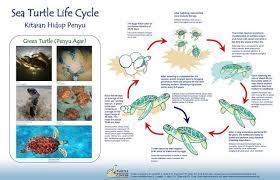 Redang Pelangi Resort Turtle Life Cycle Turtle Life Sea Turtle