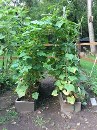 Maybe you would like to learn more about one of these? How To Build An Archway Garden Trellis Merrypad