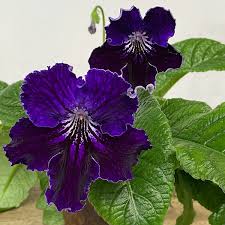 Image result for Streptocarpus kamerunensis