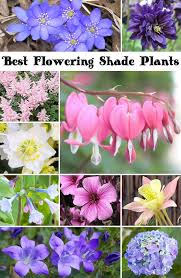 All shade is not the same. 10 Best Flowering Shade Plants Hello Farmhouse Flowering Shade Plants Shade Flowers Shade Plants