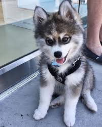 Baby Black And White Pomsky Pomsky My Dream Pup Cute Baby Animals Cute Animals Pomsky Puppies