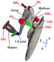 Diagnosing Middle Ear Malformation by Pure-Tone Audiometry Using a  Three-Dimensional Finite Element Model: A Case-Control Study