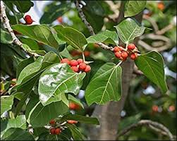 A south asian fruit tree with branches that produce roots that grow down into the ground to form…. What Are The Health Benefits And Uses Of A Banyan Tree Ficus Benghalensis
