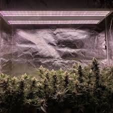 We did not find results for: What S The Cost Of Electricity To Grow Marijuana Grow Weed Easy